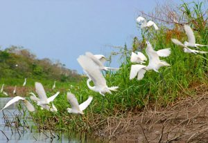 Egrets20in20flight20the20Amazon20Ri