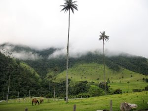 Palma de Cera 2- Valle de Cocora